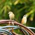 裏山近郊で出会った鳥たち