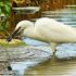 裏山近郊で出会った鳥たち