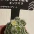 2021.1 我が家の植物たち