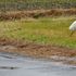 虫と動物（鳥・動物編）２０２１年