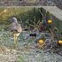 虫と動物（鳥・動物編）２０２１年