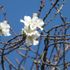 身近な植物　野草　樹木など