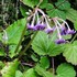 お気に入りの山野草　①