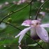 2017 庭の植物と生き物と