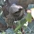 庭先のやって来る🐦小鳥や🐱子猫の色々