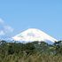 ジャノメエリカの植物観察日記02