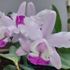 Orchids of mine