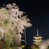 お出かけで見た植物🌸🌱