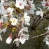 ☆五条川沿い桜並木散策　2021.3.27☆