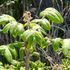 2021年出会えた花達(生き物も可)