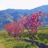 田舎の用水路沿いに咲く『サトザクラ』🌸🌸🌸