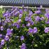 2021.4月~我が家の花達。