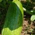 野菜、果物