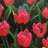 Tulipa humilis Violet Queen