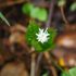 野の花と山野草いろいろ☘️