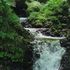 植物と水辺のある風景