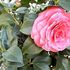 #Camellia