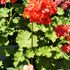 てんこの花つくり🌿藤沢の庭💠2021初夏