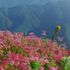 夏の山の山野草たち