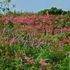 夏の山の山野草たち