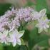 箱根湿生花園2021年6月14日