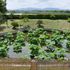 水生植物公園みずの森イベント集