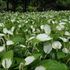 水生植物公園みずの森イベント集