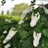 水生植物公園みずの森イベント集