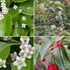 身近な植物　野草　樹木など