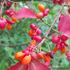 庭の花やお出かけ先の花やエトセトラ