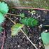 『🏡好みの花木！果樹！草花🏡』〜自宅の庭花便り〜