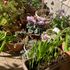 My little garden 🪴