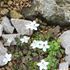 咲くやこの花館　高山植物室