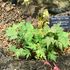 咲くやこの花館　高山植物室