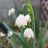 春の始まり、３月に咲く花🎎