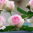 薔薇の庭とあふれる個性的薔薇達