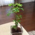 家人の観葉植物