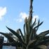 アガベ・笹の雪（Agave victoriae reginae）