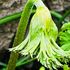 その他の植物達🌿*･