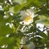 2014年5月4日花フェスタ記念公園のバラ開花状況（5）