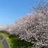 掛川市城西逆川の桜(﹡´◡`﹡ )