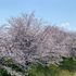 掛川市城西逆川の桜(﹡´◡`﹡ )