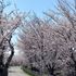 掛川市城西逆川の桜(﹡´◡`﹡ )