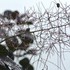 夏の花木2016.3まで