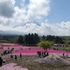 富士山　芝桜と忍野八海