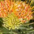 オージーな植物たち(原産地南アフリカを含む) 2024