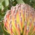 オージーな植物たち(原産地南アフリカを含む) 2024