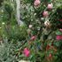 ～Mｙ Rose Garden 2～