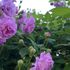 禰豆子の庭のバラ