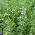 ❁perennial herb❁garden